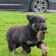 ONLY 2 LEFT- Bernese Mountain Dog X German Shepherd mix
