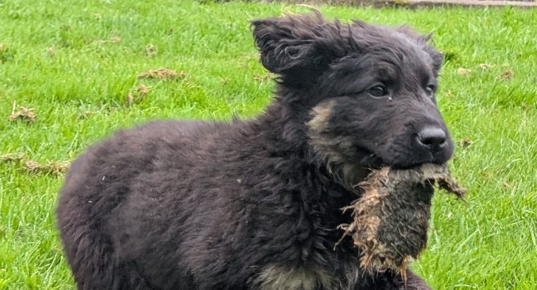 ONLY 2 LEFT- Bernese Mountain Dog X German Shepherd mix