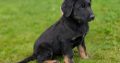 ONLY 2 LEFT- Bernese Mountain Dog X German Shepherd mix