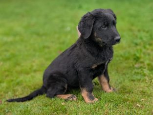 ONLY 2 LEFT- Bernese Mountain Dog X German Shepherd mix