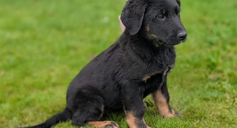 ONLY 2 LEFT- Bernese Mountain Dog X German Shepherd mix