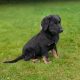 ONLY 2 LEFT- Bernese Mountain Dog X German Shepherd mix