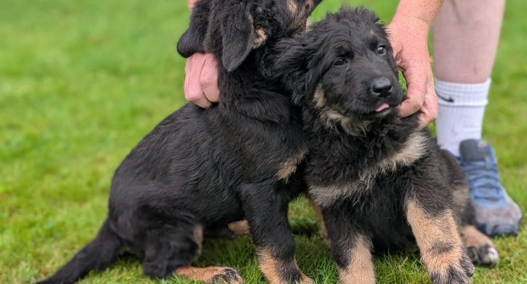 ONLY 2 LEFT- Bernese Mountain Dog X German Shepherd mix