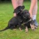 ONLY 2 LEFT- Bernese Mountain Dog X German Shepherd mix