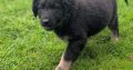 ONLY 2 LEFT- Bernese Mountain Dog X German Shepherd mix