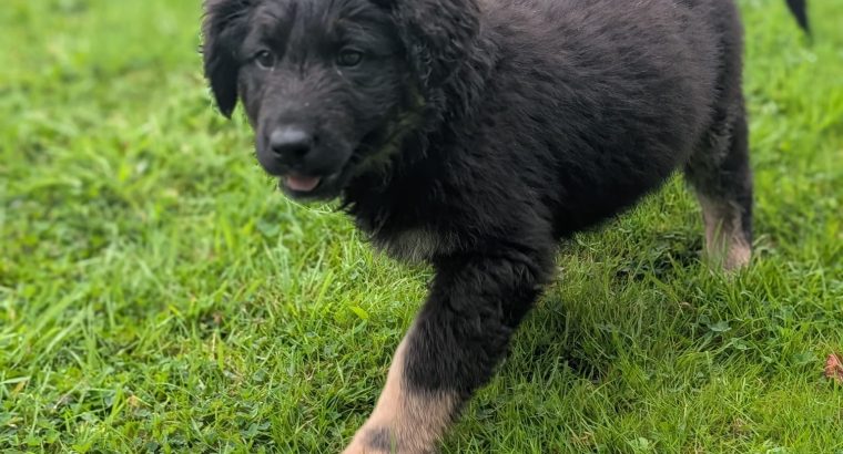 ONLY 2 LEFT- Bernese Mountain Dog X German Shepherd mix