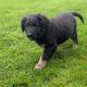 ONLY 2 LEFT- Bernese Mountain Dog X German Shepherd mix