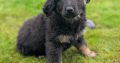 ONLY 2 LEFT- Bernese Mountain Dog X German Shepherd mix