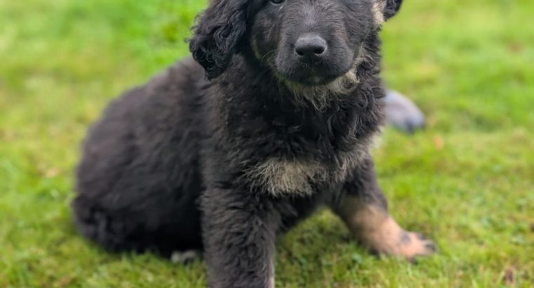 ONLY 2 LEFT- Bernese Mountain Dog X German Shepherd mix