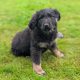 ONLY 2 LEFT- Bernese Mountain Dog X German Shepherd mix