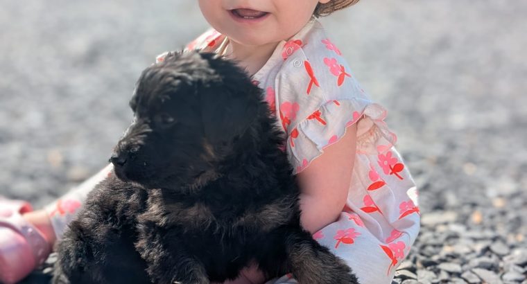 ONLY 2 LEFT- Bernese Mountain Dog X German Shepherd mix