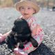 ONLY 2 LEFT- Bernese Mountain Dog X German Shepherd mix