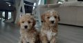 Poochon puppies