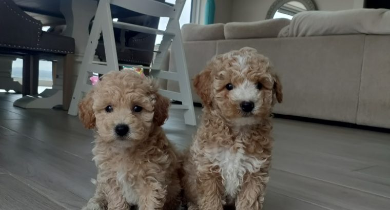Poochon puppies