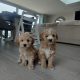 Poochon puppies