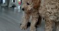 Poochon puppies