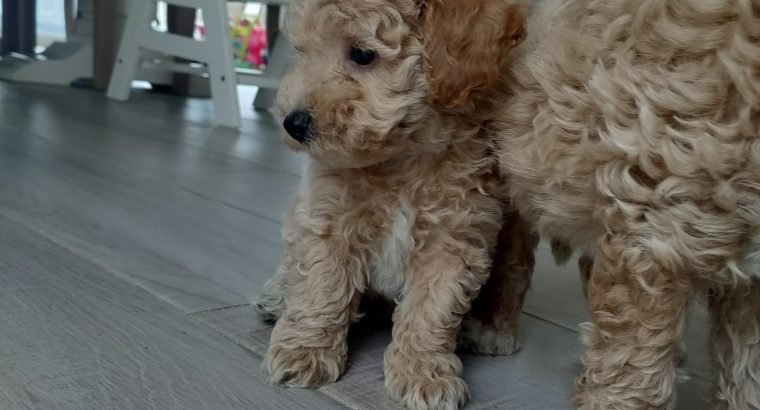 Poochon puppies