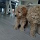 Poochon puppies