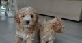 Poochon puppies