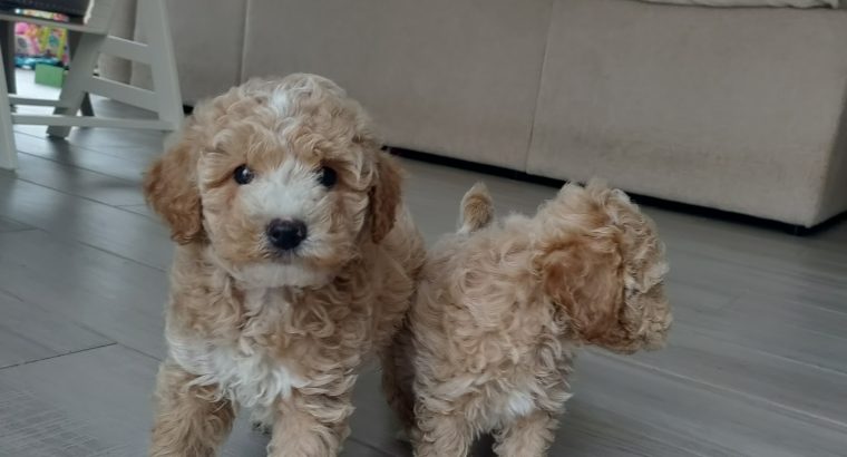 Poochon puppies