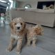 Poochon puppies