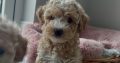 Poochon puppies