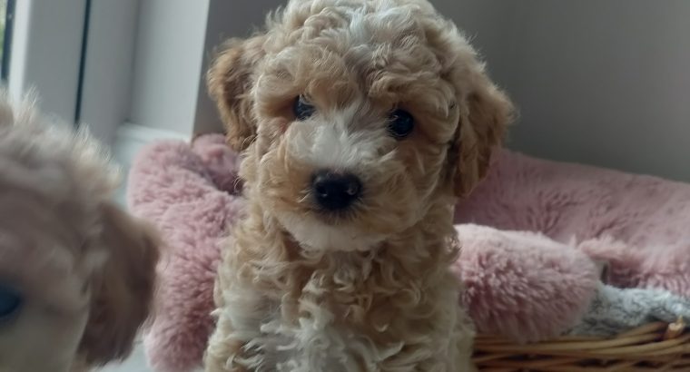 Poochon puppies