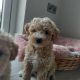 Poochon puppies