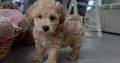 Poochon puppies
