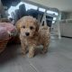 Poochon puppies