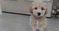 Poochon puppies