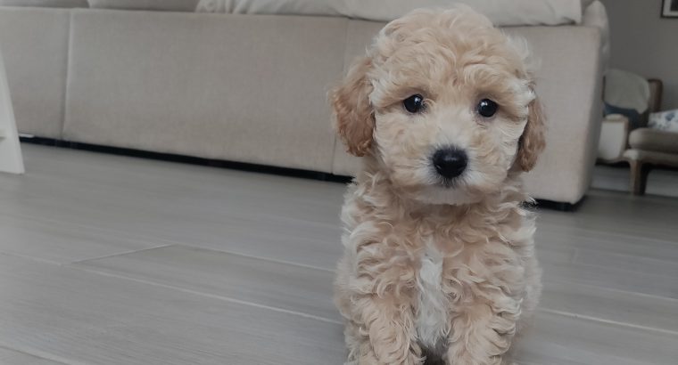 Poochon puppies