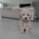 Poochon puppies