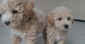 Poochon puppies