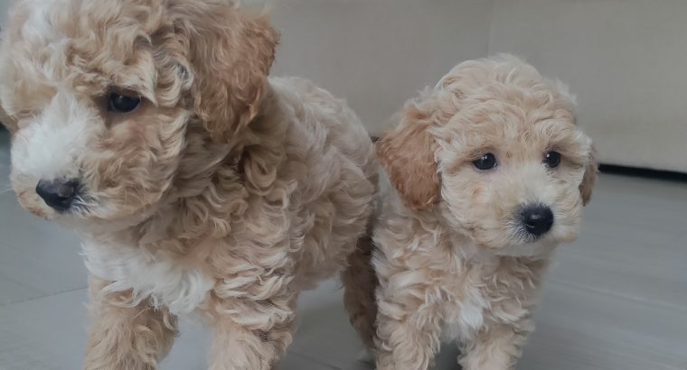 Poochon puppies