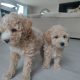 Poochon puppies