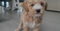 Poochon puppies