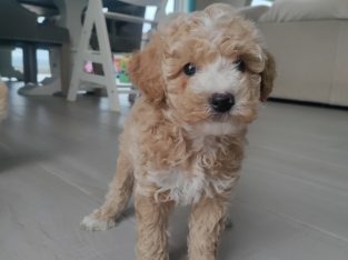 Poochon puppies