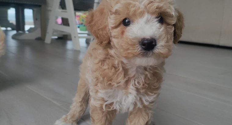 Poochon puppies