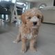 Poochon puppies