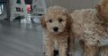 Poochon puppies