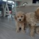Poochon puppies
