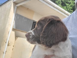 3 x Springer Spaniel puppies