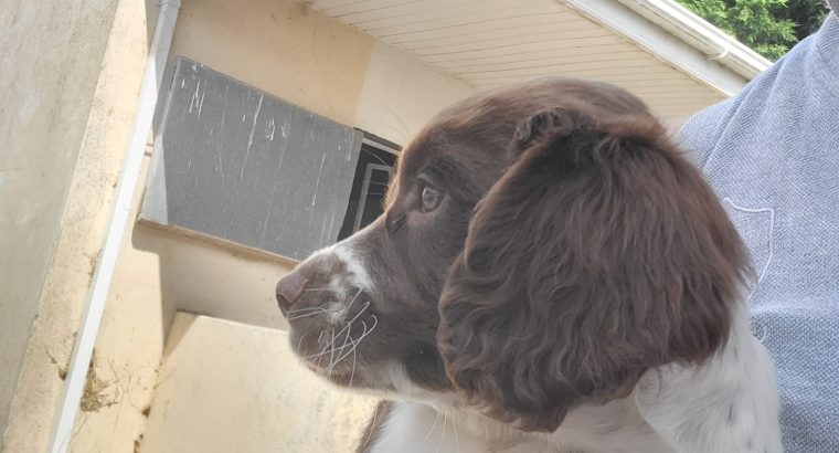 3 x Springer Spaniel puppies