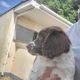 3 x Springer Spaniel puppies