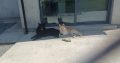 Husky,German shepard for sale