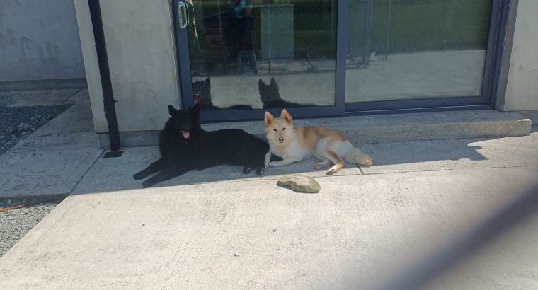Husky,German shepard for sale