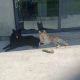 Husky,German shepard for sale