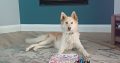 Husky,German shepard for sale
