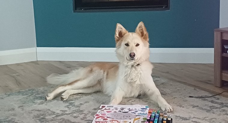 Husky,German shepard for sale